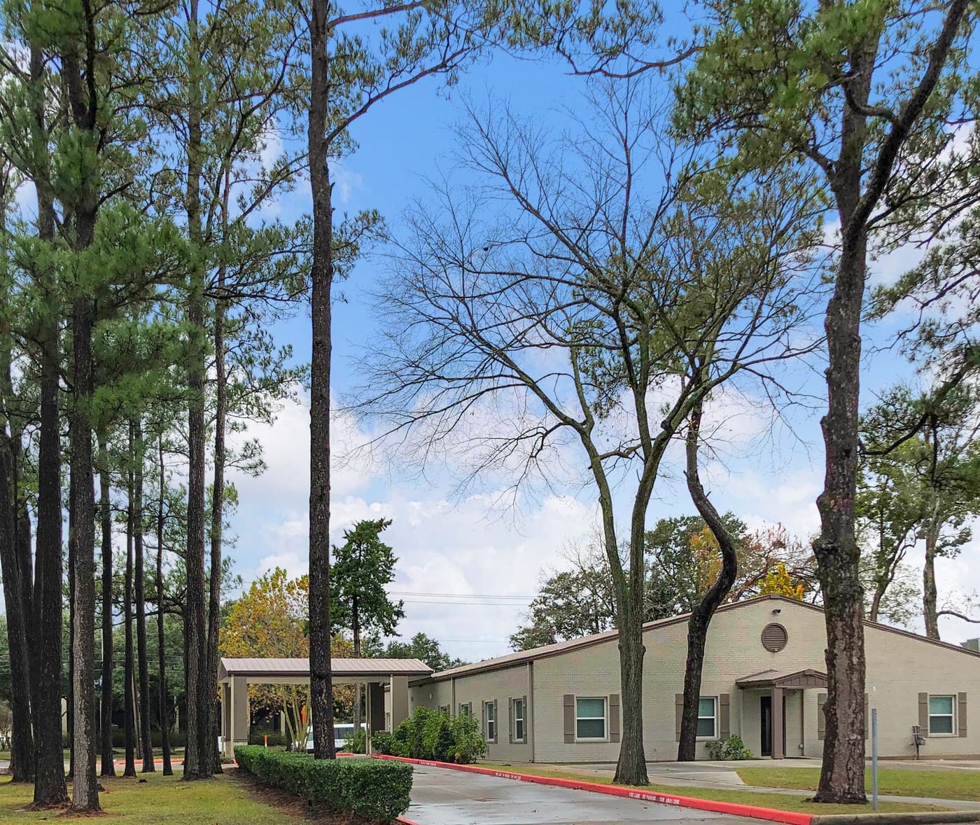 Professional Building set among tall Texas pine trees in League City